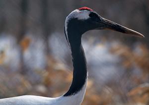 鶯谷駅から徒歩3分！快適な滞在を約束する【東横INN鶯谷駅前】の魅力と詳細情報