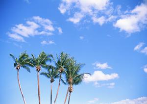 シュノーケルをしてみるならツアーで